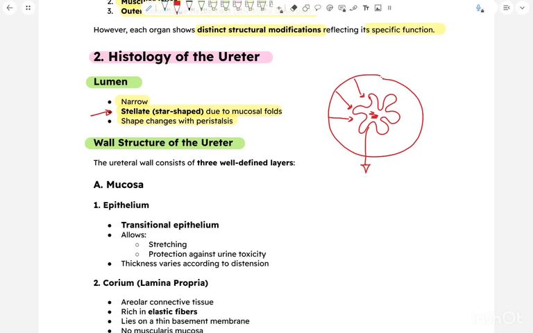Histology of ureter, urinary bladder and urethra