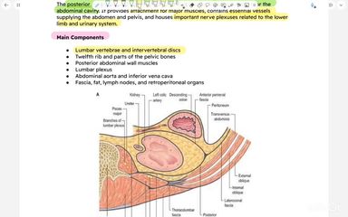 Anatomy of posterior abdominal wall