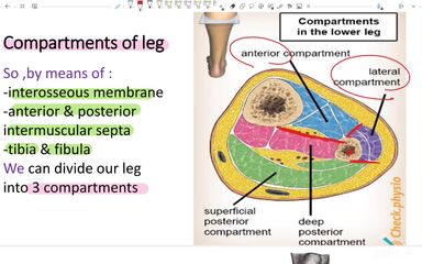 Anterior compartment of leg and dorsum of foot