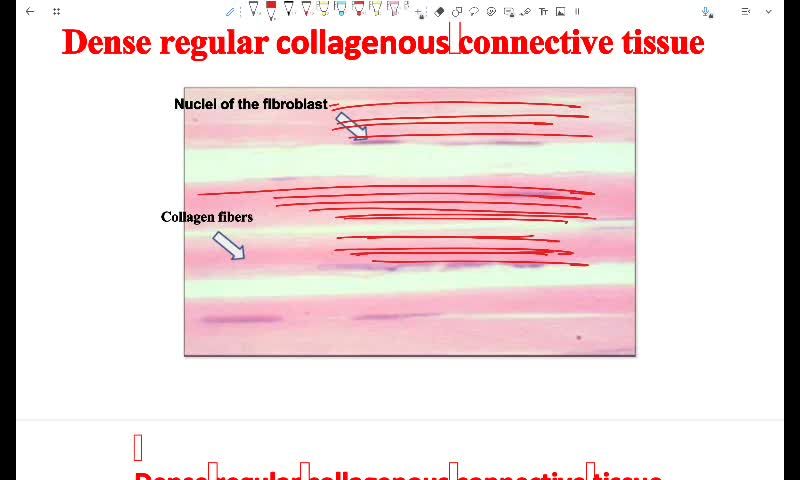 W5 - Epithelial and connective tissue - Part 2