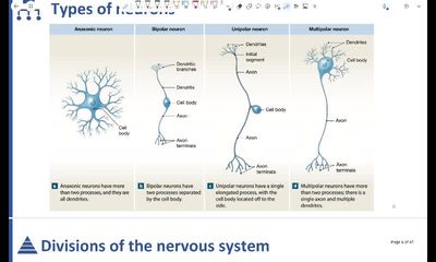 Action potential