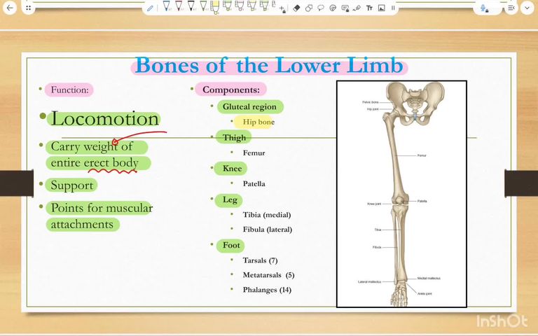 Bones of the lower limb - part 1