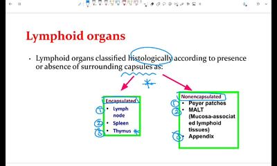 lymphoid organs