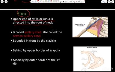 Anatomy of Axilla