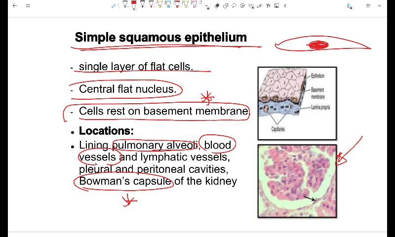 W5 - Epithelial and connective tissue - Part 1