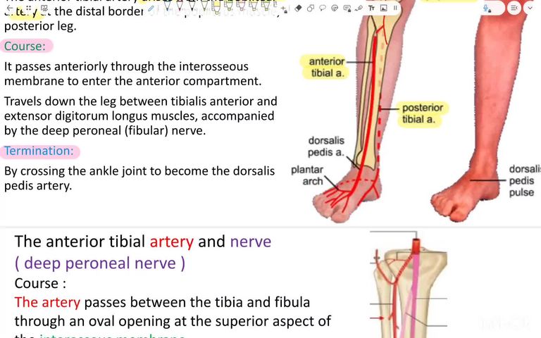 Anterior tibial artery & nerve