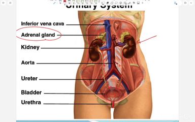 Anatomy of Kidneys and Suprarenal Glands