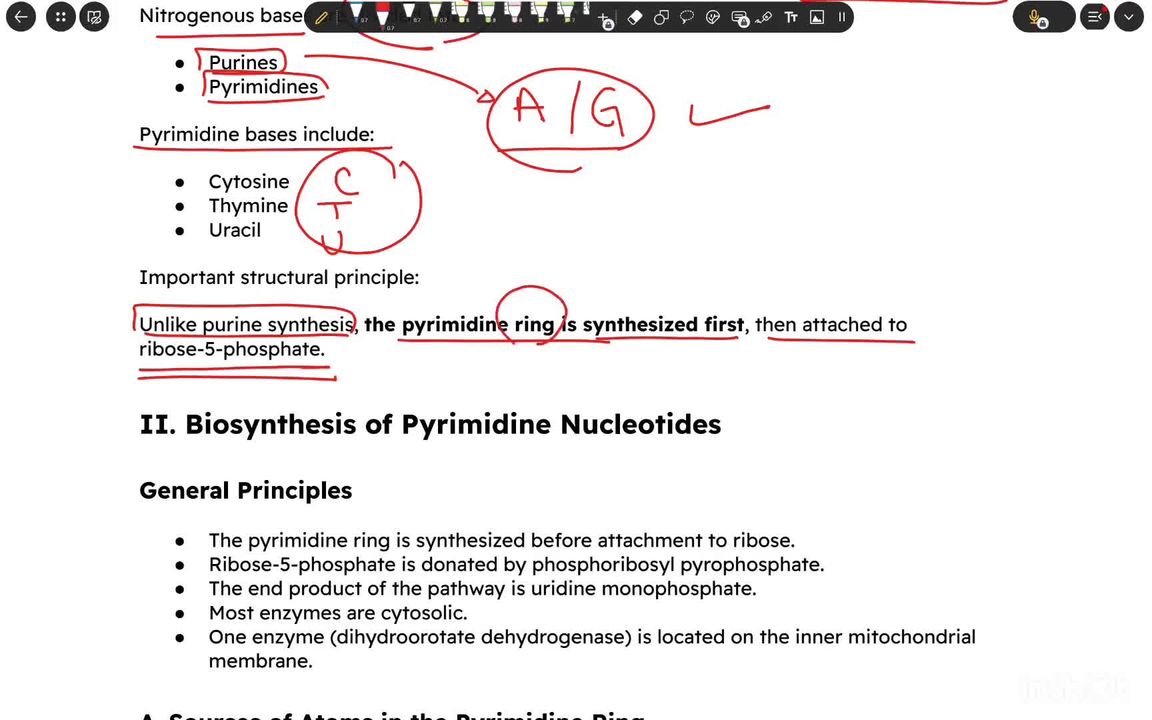 Pyrimidine metabolism