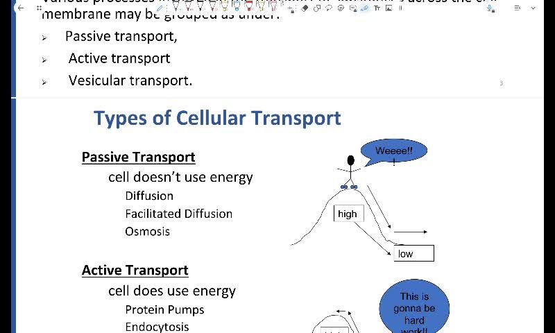 Transport across cell membrane