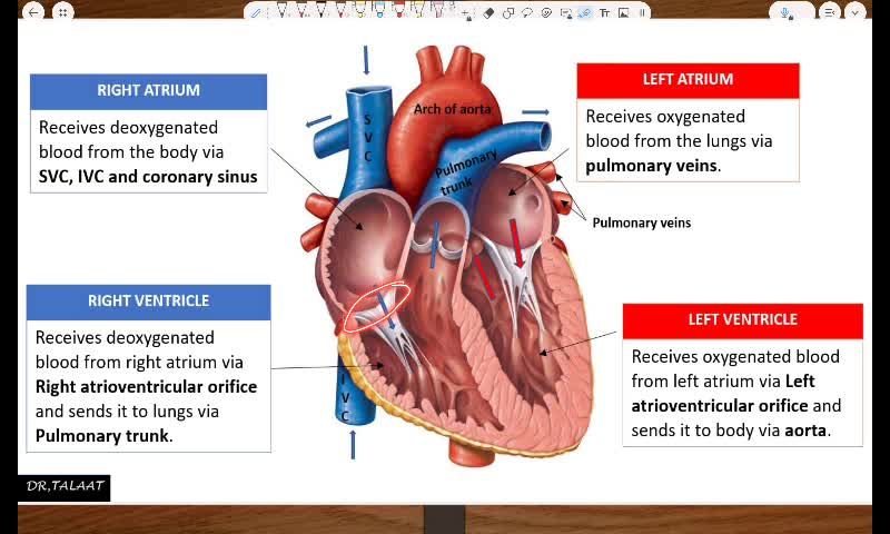 Anatomy of the heart II