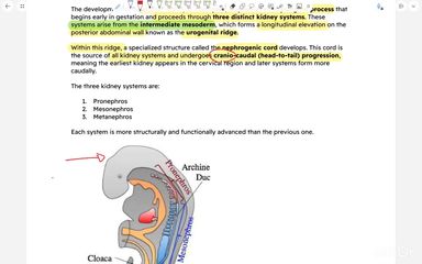 Development of the Kidney