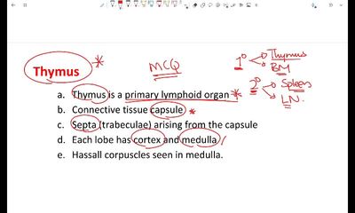 W2 - Lymphoid organs and Blood