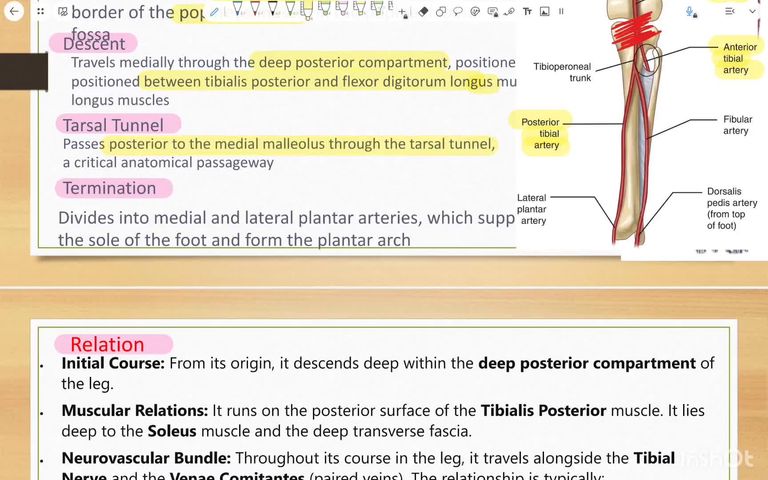 Posterior tibial artery and nerve & superficial peroneal nerve