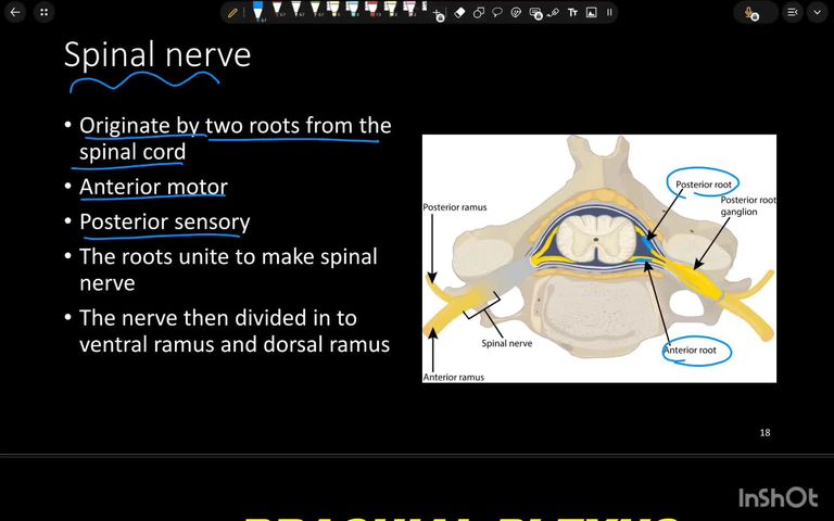 Anatomy of brachial plexus