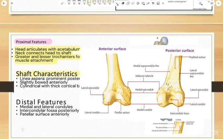 Bones of the lower limb - part 2