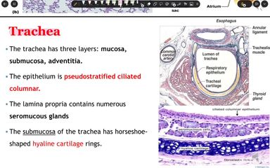 Lower Respiratory Tract