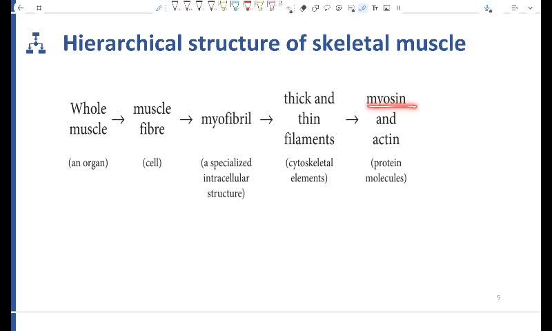 muscle physiology part 1