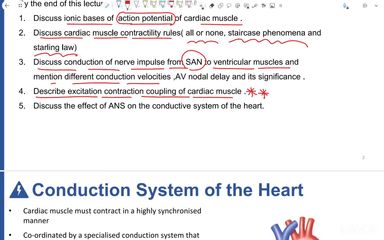Cardiac muscle action potential and contractility