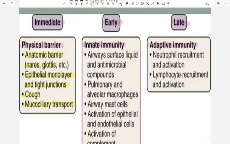 TBL - Respiratory tract immunology