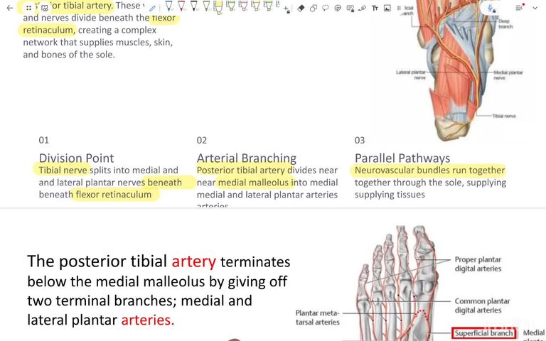 medial and lateral planter artery and nerve