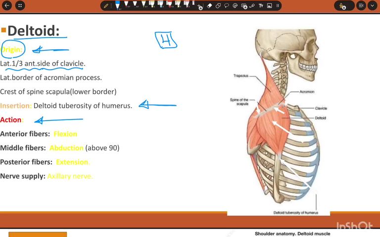 muscles of shoulder and arm