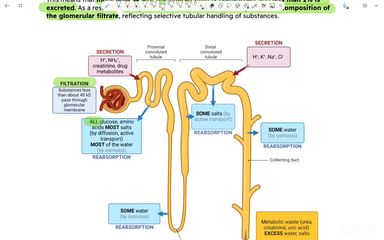 Tubular transport and clearance
