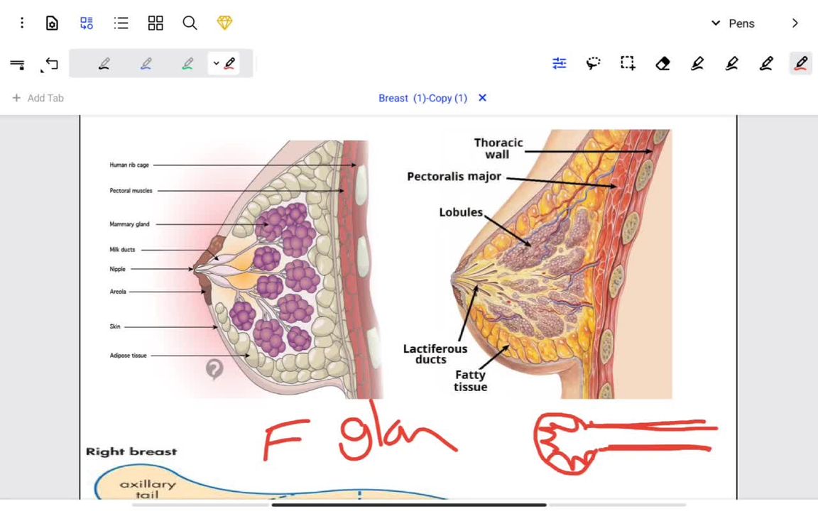 Breast surgery lecture 1