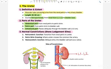 Anatomy of ureter, urinary bladder and urethra