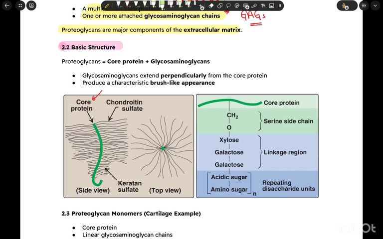 Mucopolysaccharides and proteoglycans