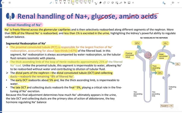 Renal blood flow and electrolyte handling - part 2