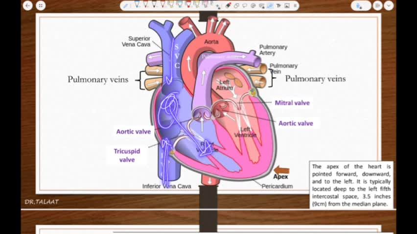  Anatomy of the heart