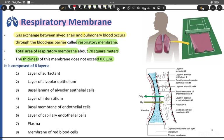 Gas exchange - part 1