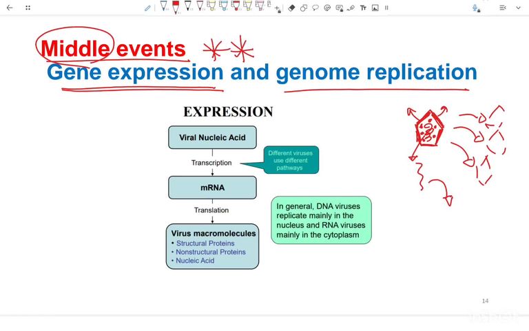 Viral replication and growth cycle - Part 2