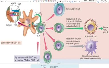 structure and function of antibodies