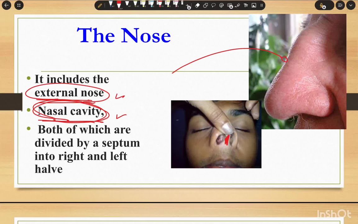 Nasal cavity and paranasal sinuses