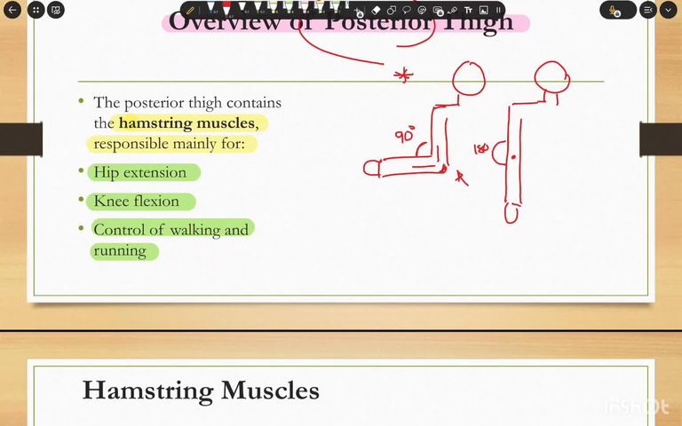 Anatomy - Back of Thigh