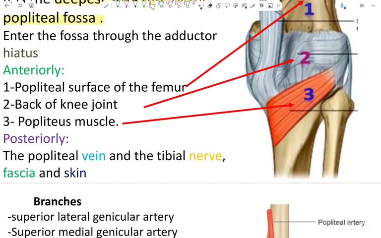 Popliteal artery, sciatic nerve