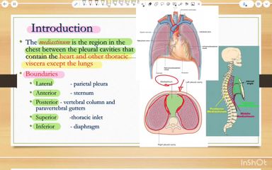 Mediastinum 1