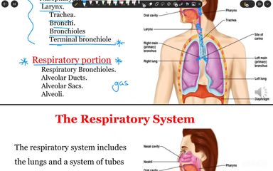Respiratory system Histology