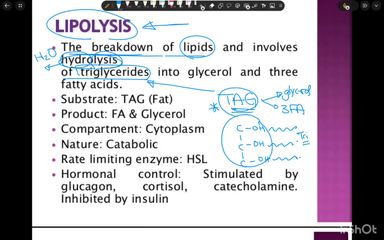 Lipolysis