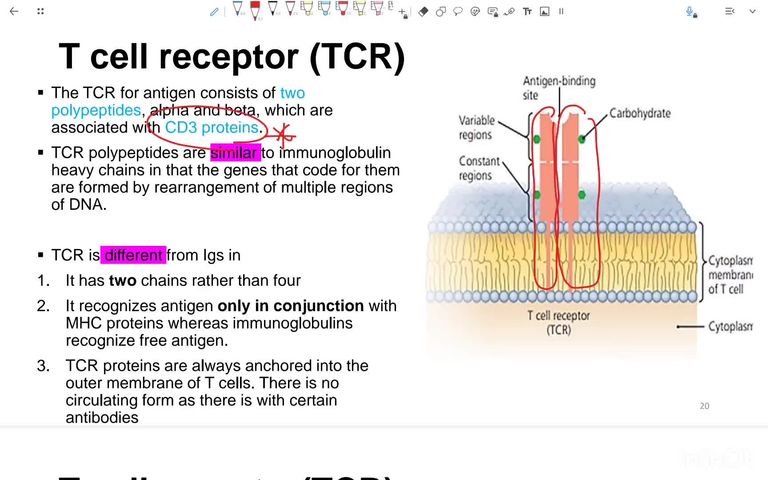 Cellular immune response - Part 2