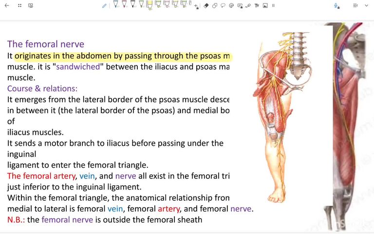 Femoral nerve, obturator nerve and artery