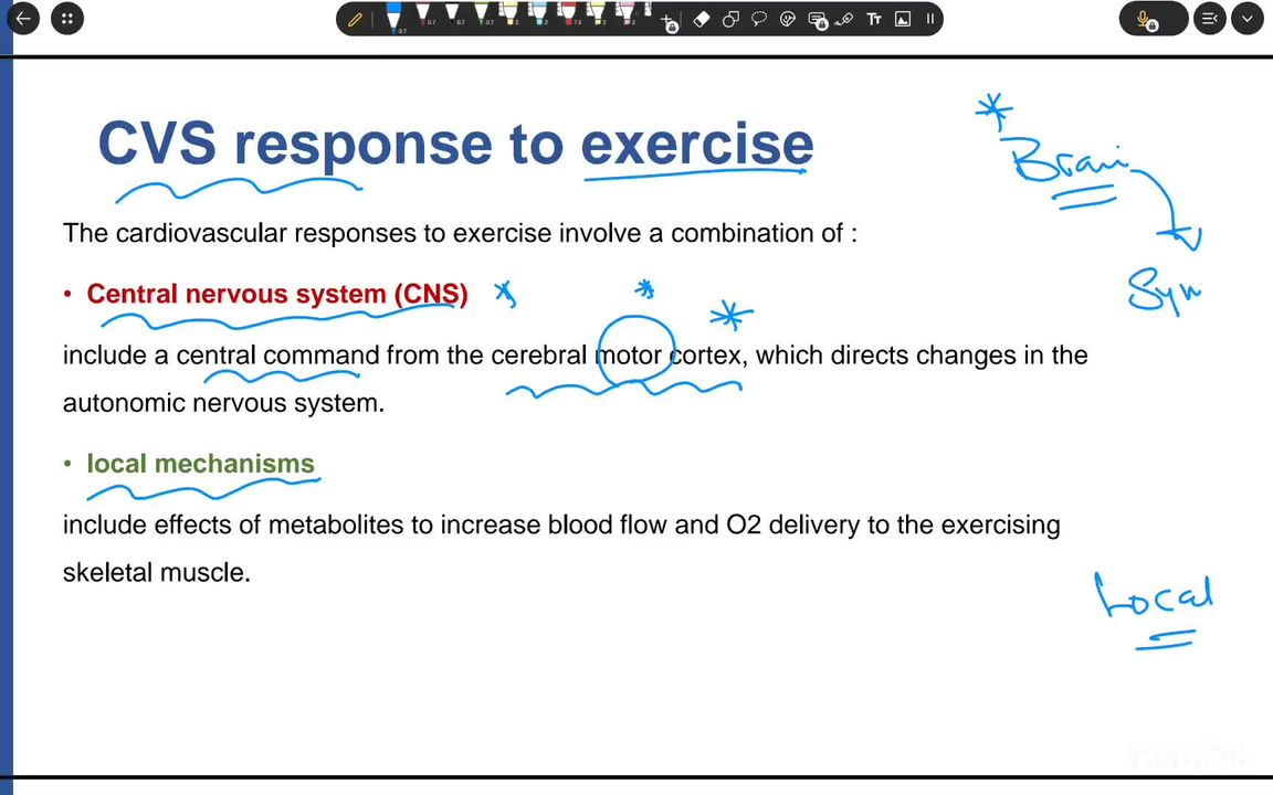 W6 - effect of acute exercise on CVS