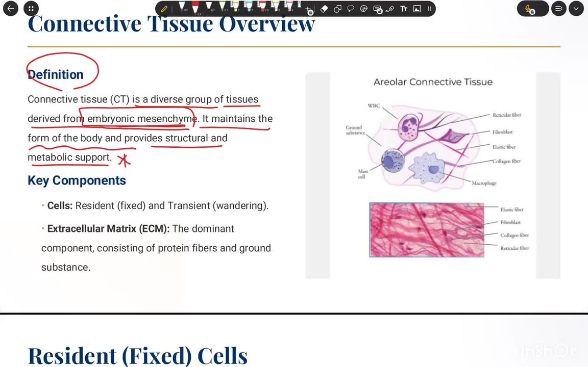 Connective tissue