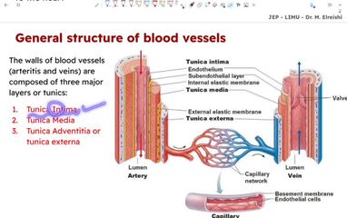 circulatory system