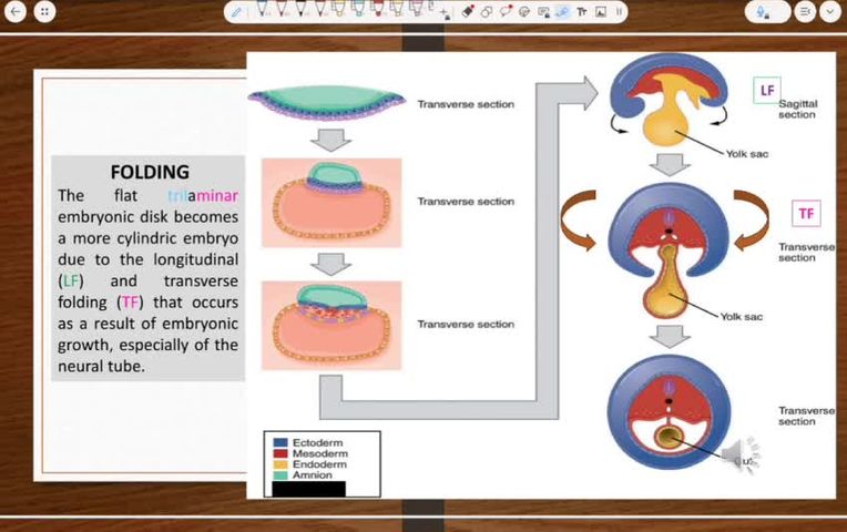 Embryology IV