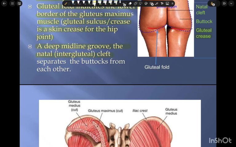 Anatomy - Gluteal region