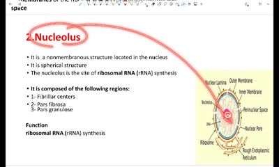 cell membrane and nucleus part 2