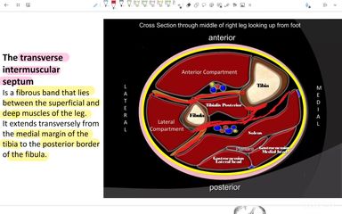 muscles of back of leg and sole of foot