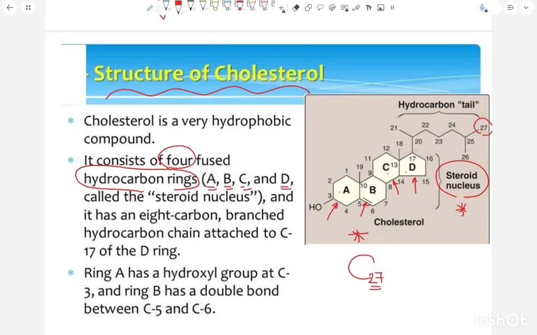 Cholesterol metabolism